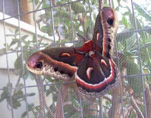 First cecropia 2009