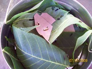 Cecropia moth eggs