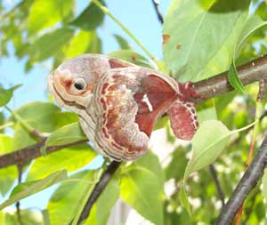 Promethius Moth female on cherry branch