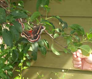 cecropia moth on apple