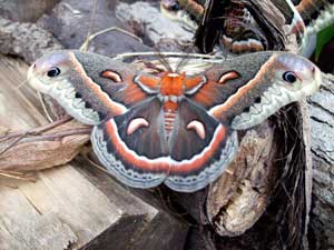 Cecropia Moth